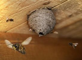 Protéger ses abeilles du frelon asiatique